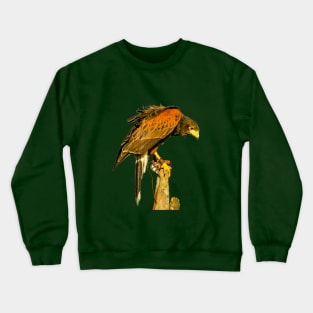 Harris Hawk on alert Crewneck Sweatshirt